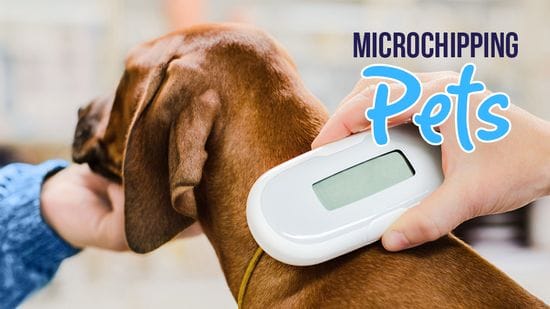 About Microchips in Dogs & Cats: Plus, How to Check & Update Details